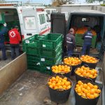 Nules recupera 700 kilos de naranja robada