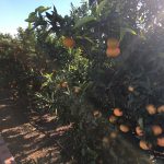 Nules insta al Ministerio de Agricultura a autorizar de manera excepcional el tratamiento del cotonet con metil-clorpirifos