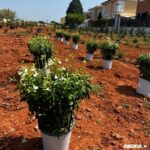 ELS ALUMNES D'AGRICULTURA ECOLÒGICA INICIEN LA FASE DE PLANTACIÓ AL LABERINT ECOLÒGIC