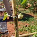 LA RECOL·LECCIÓ DEL CULTIU CENTRA LA MATÈRIA DE LA UNITAT FORMATIVA LABORS CULTURALS I RECOL·LECCIÓ DE CULTIUS ECOLÒGICS