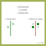 ELS ENEMICS NATURALS DE LES PLANTES: LES PLAGUES, A EXAMEN