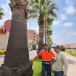 NULES PROTEGEIX LES SEUES PALMERES DEL PICUDO ROJO AMB UN SISTEMA D’ENDOTERÀPIA NOU
