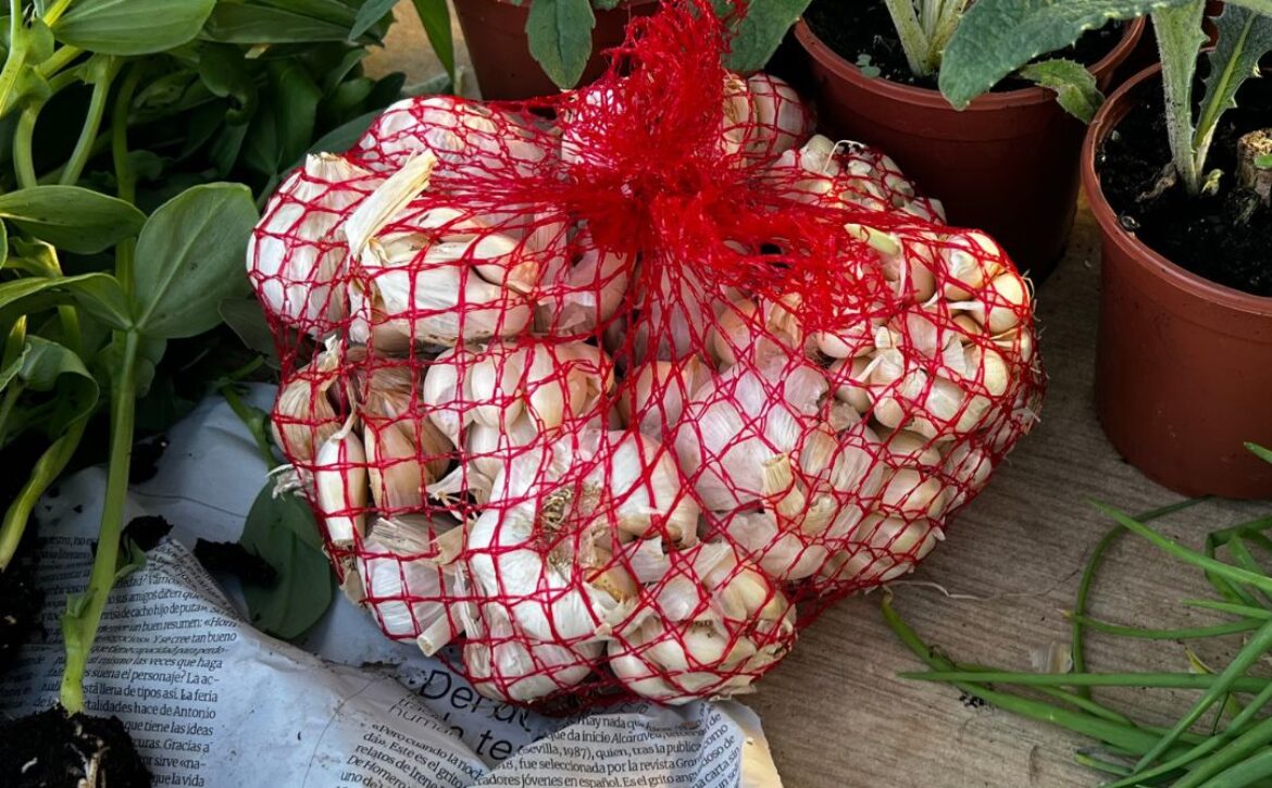 FOTO PLANTACIÓN HORTALIZAS DE TEMPORADA