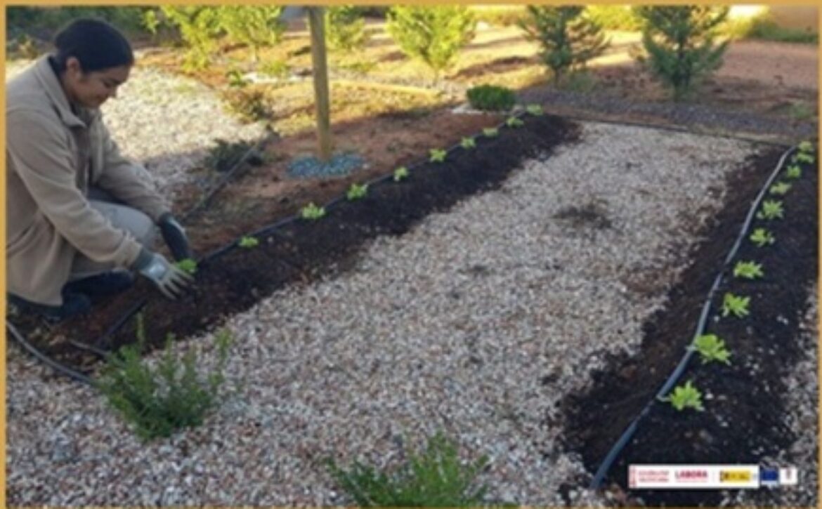 OK ZONA DE ACTUACIÓN PLANTACIÓN