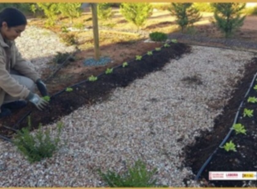 OK ZONA DE ACTUACIÓN PLANTACIÓN