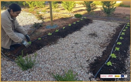 OK ZONA DE ACTUACIÓN PLANTACIÓN