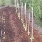 LOS ALUMNOS DE AGRICULTURA ECOLÓGICA REALIZAN LA PLANTACIÓN DE HORTALIZAS DE INVIERNO