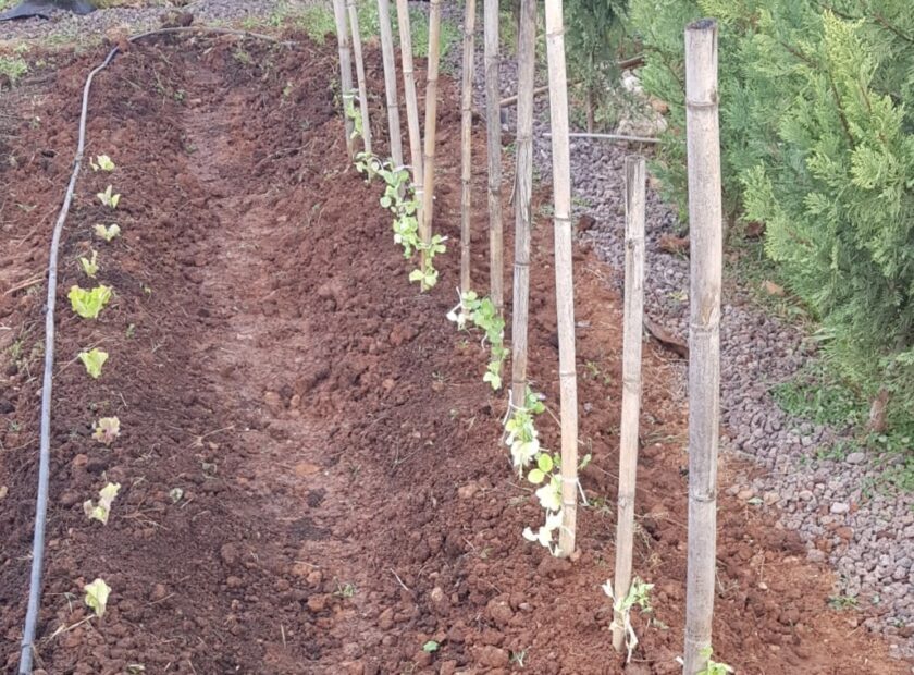 FOTO REPLANTACIÓN TEMPROADA