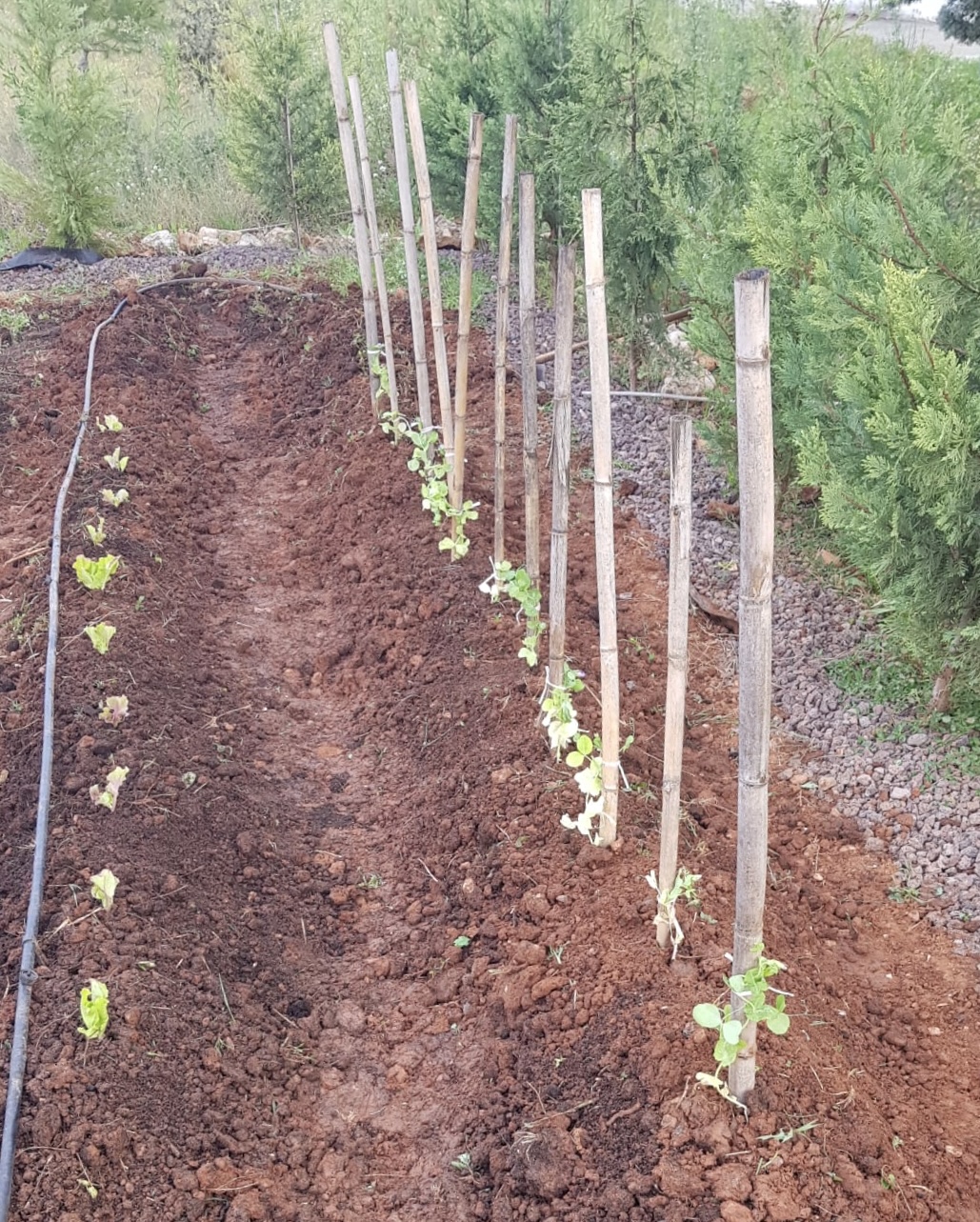 FOTO REPLANTACIÓN TEMPROADA